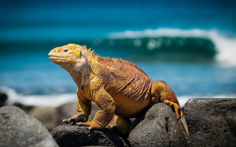 Galapagos
