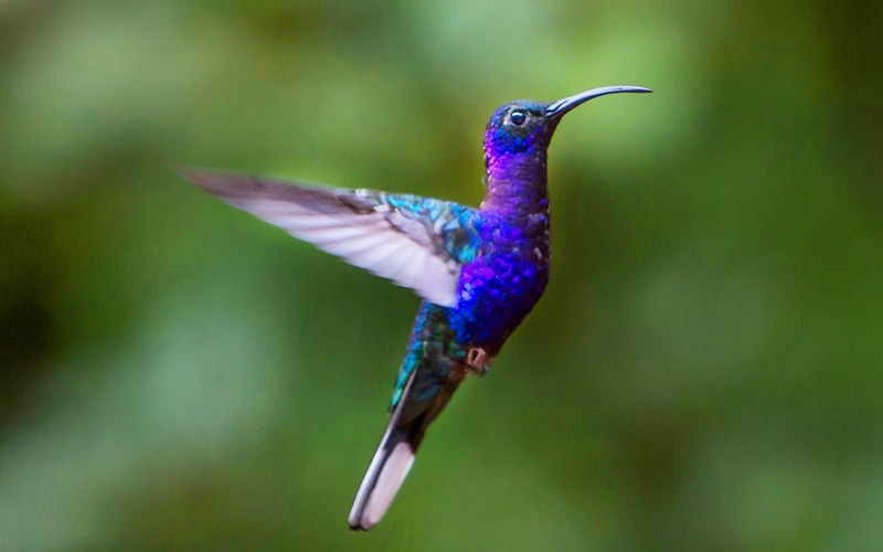 Hummingbird-in-Costa-Rica