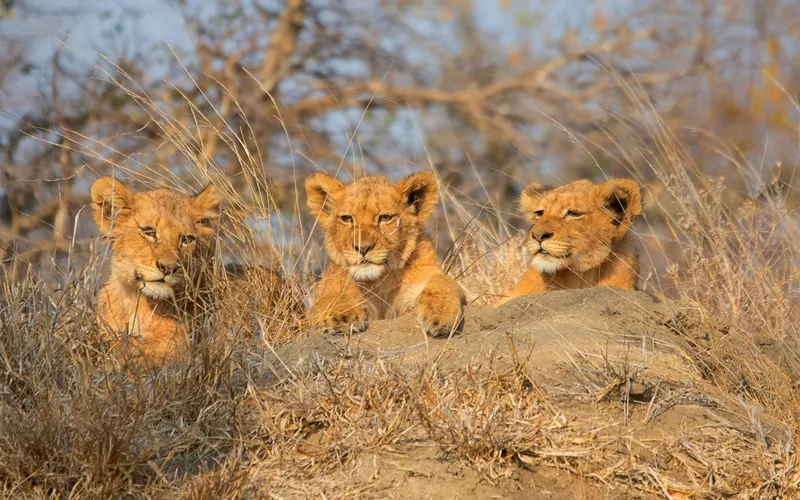 Lions in Kruger